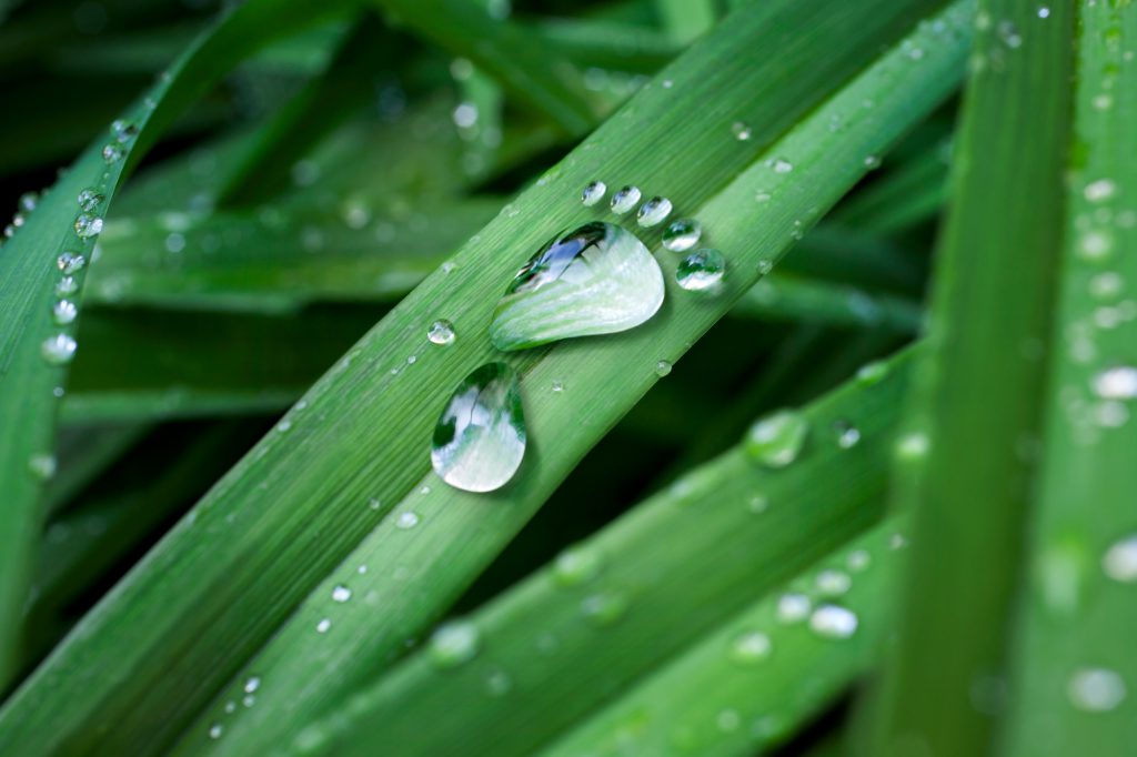 A close up photo of a blade of grass with water droplets on.