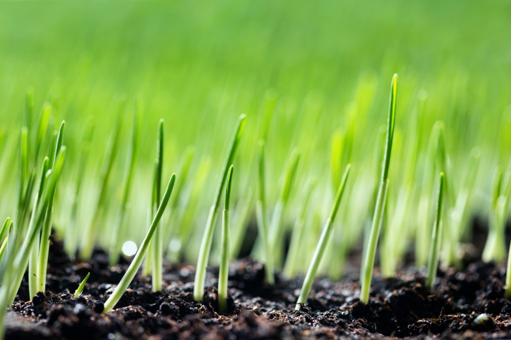 A photo of some of green shots breaking out from the soil