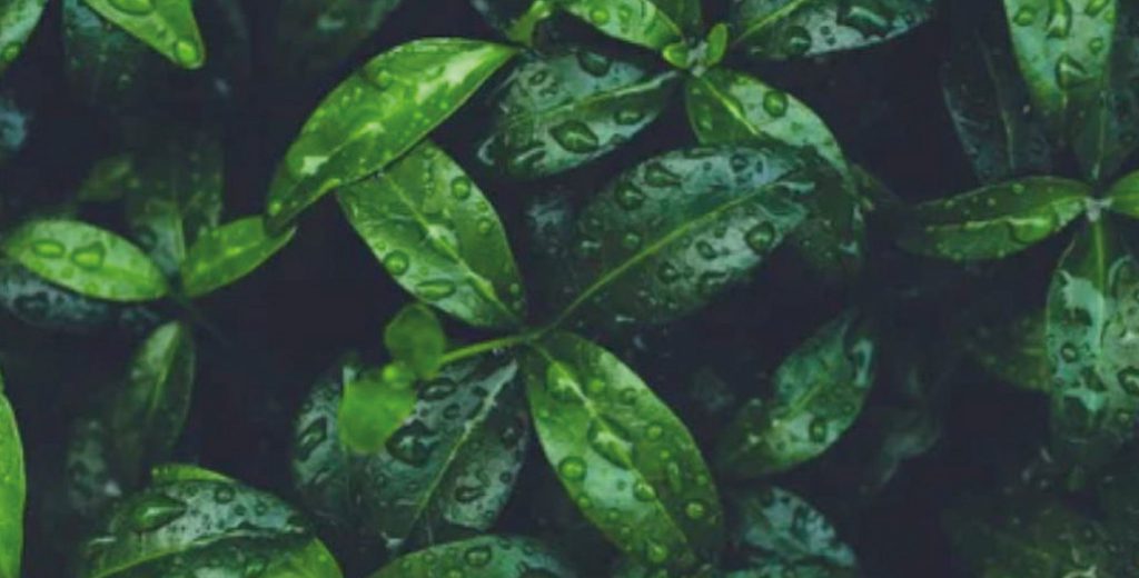 A close-up photo of green leaves with water droplets on them.