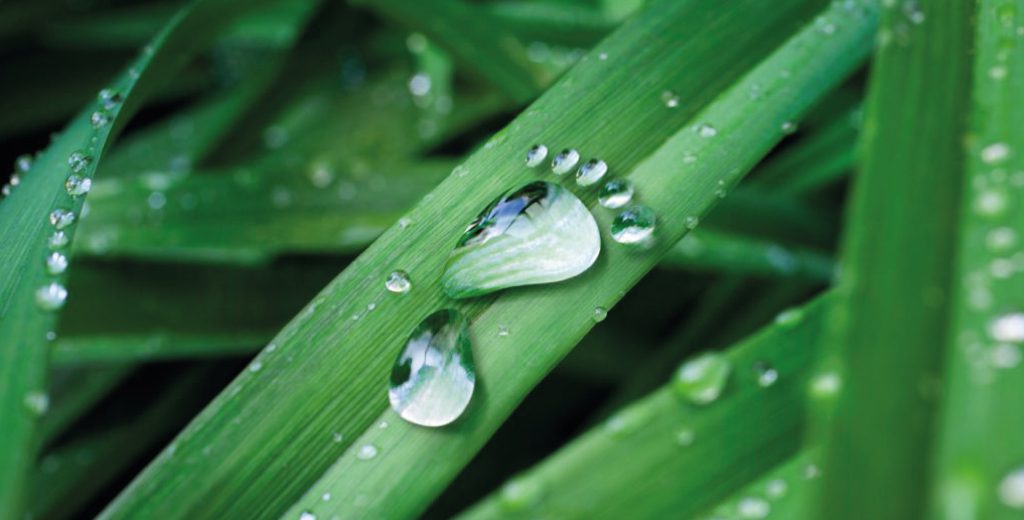 A close up photo of a blade of grass with water droplets on.